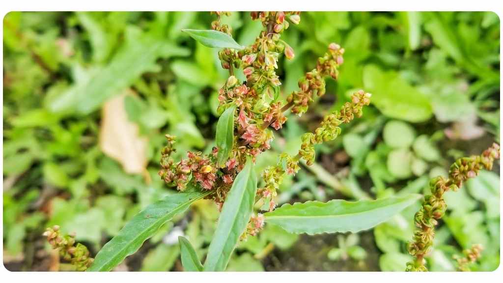 HERBAL RECOMMENDATIONS