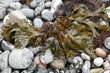 Bladderwrack