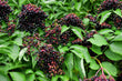 Elderberry