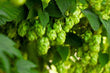 Hops Flower