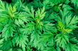 mugwort