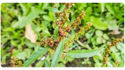 HERBAL RECOMMENDATIONS