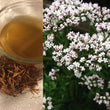 Valerian Root