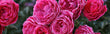 Roses