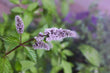 Peppermint