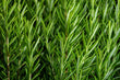 Rosemary Dried Herbs