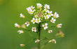 Shepherds Purse