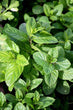 Spearmint
