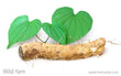 wild yam root